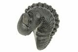 Curled Pedinopariops Trilobite With Nice Eyes #259594-1